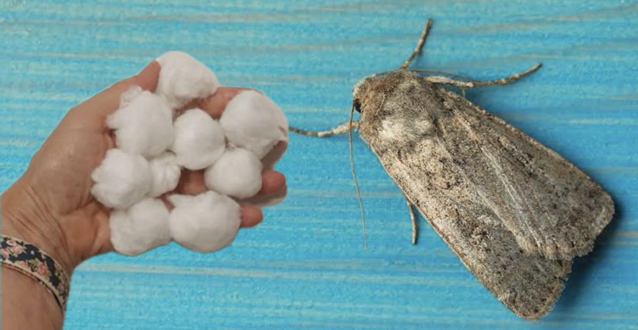 Господині розповіли, як зробити кульки від молі у домашніх умовах 