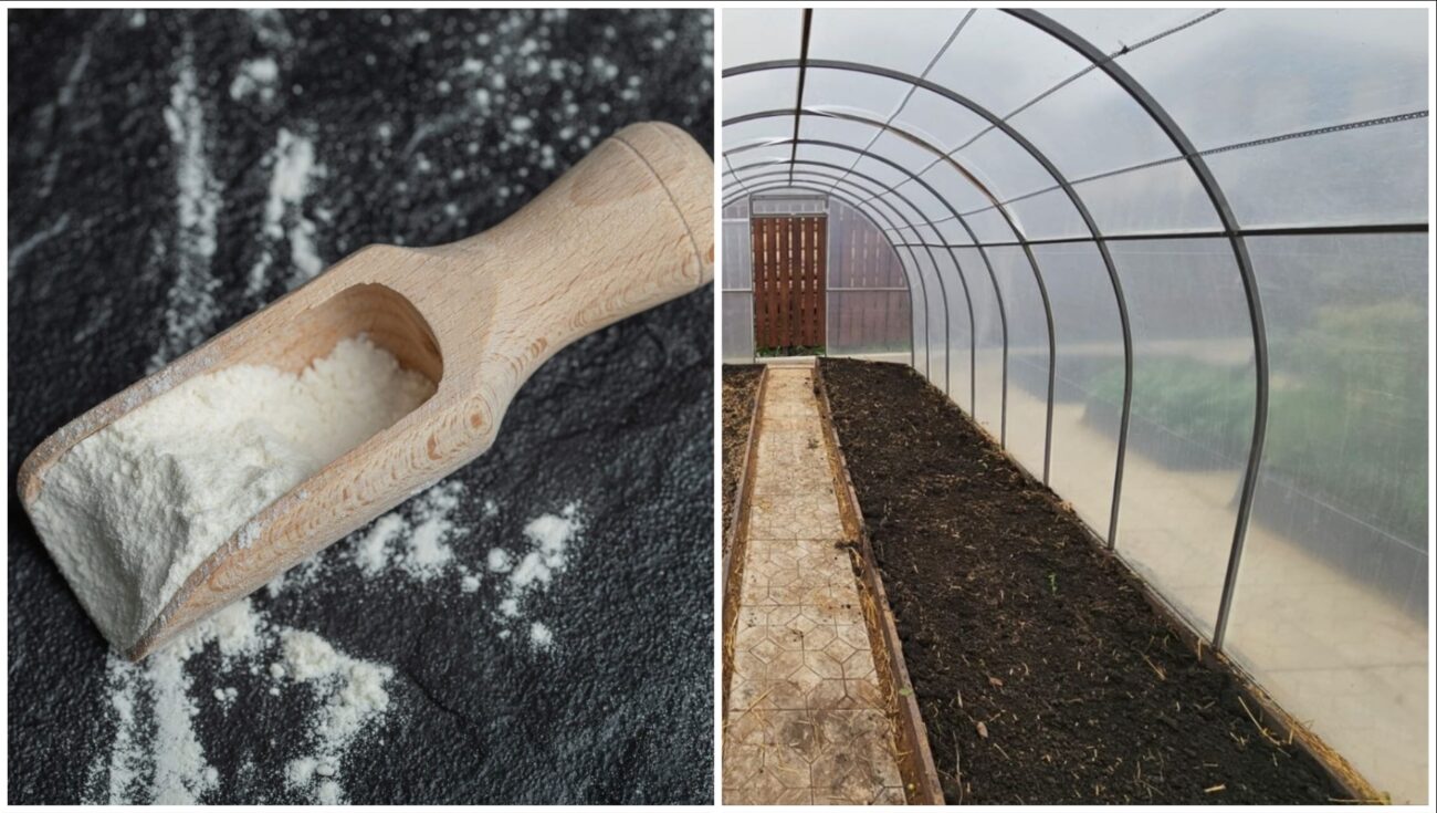 Городники розповіли, що внести у ґрунт у теплиці в листопаді 