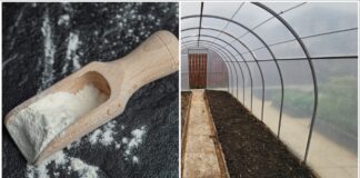 Городники розповіли, навіщо в парнику восени використовувати доломітове борошно