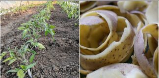 Городники поділилися рецептом добрива з картопляних очисток