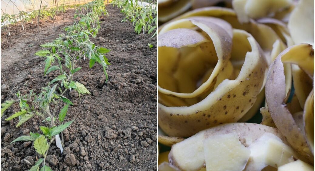 І сімʼя нагодована, і річний запас добрива приготований: 1 відро очисток і склянка оцту – ось і весь рецепт 