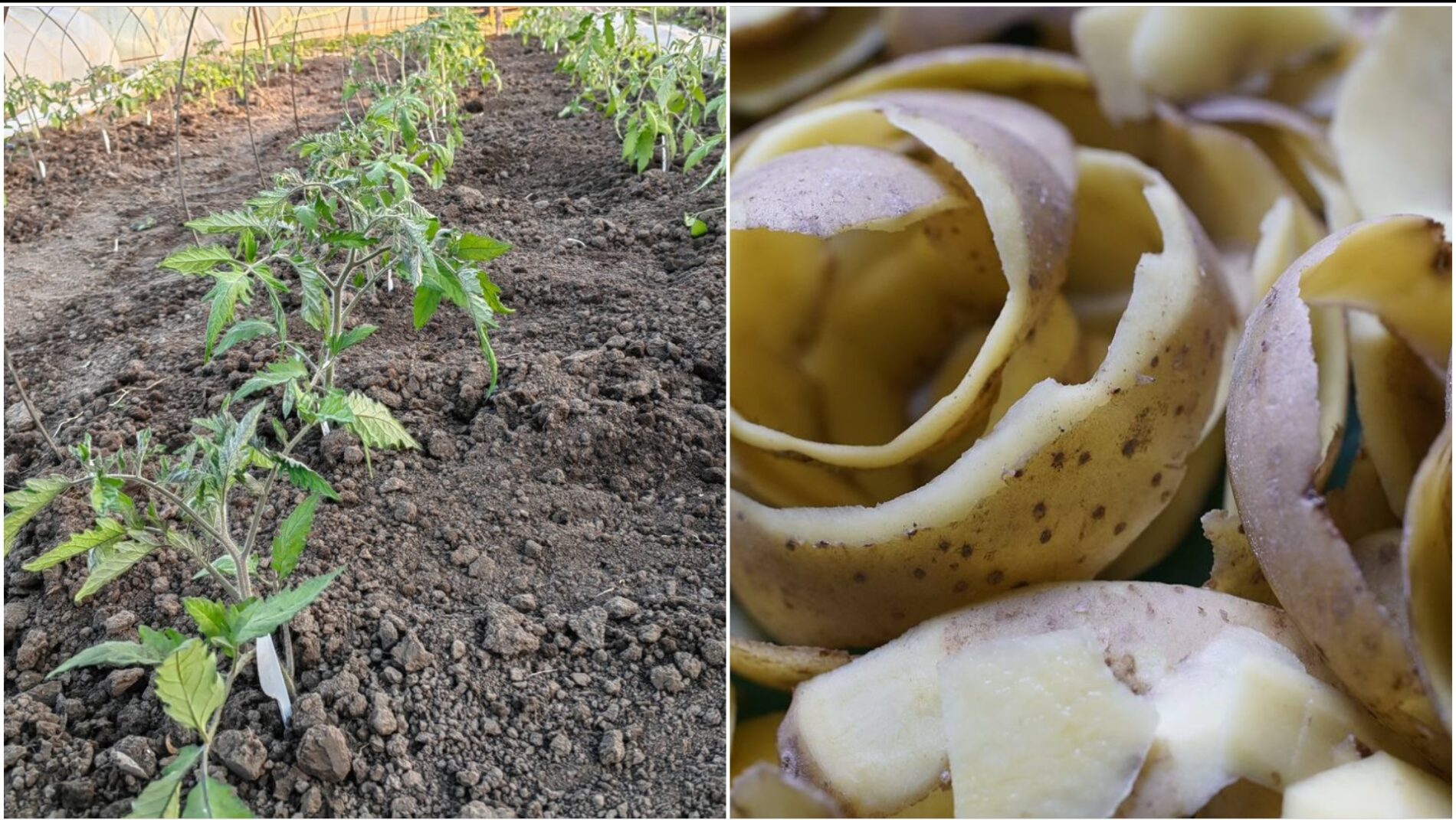 Городники поділилися рецептом добрива з картопляних очисток