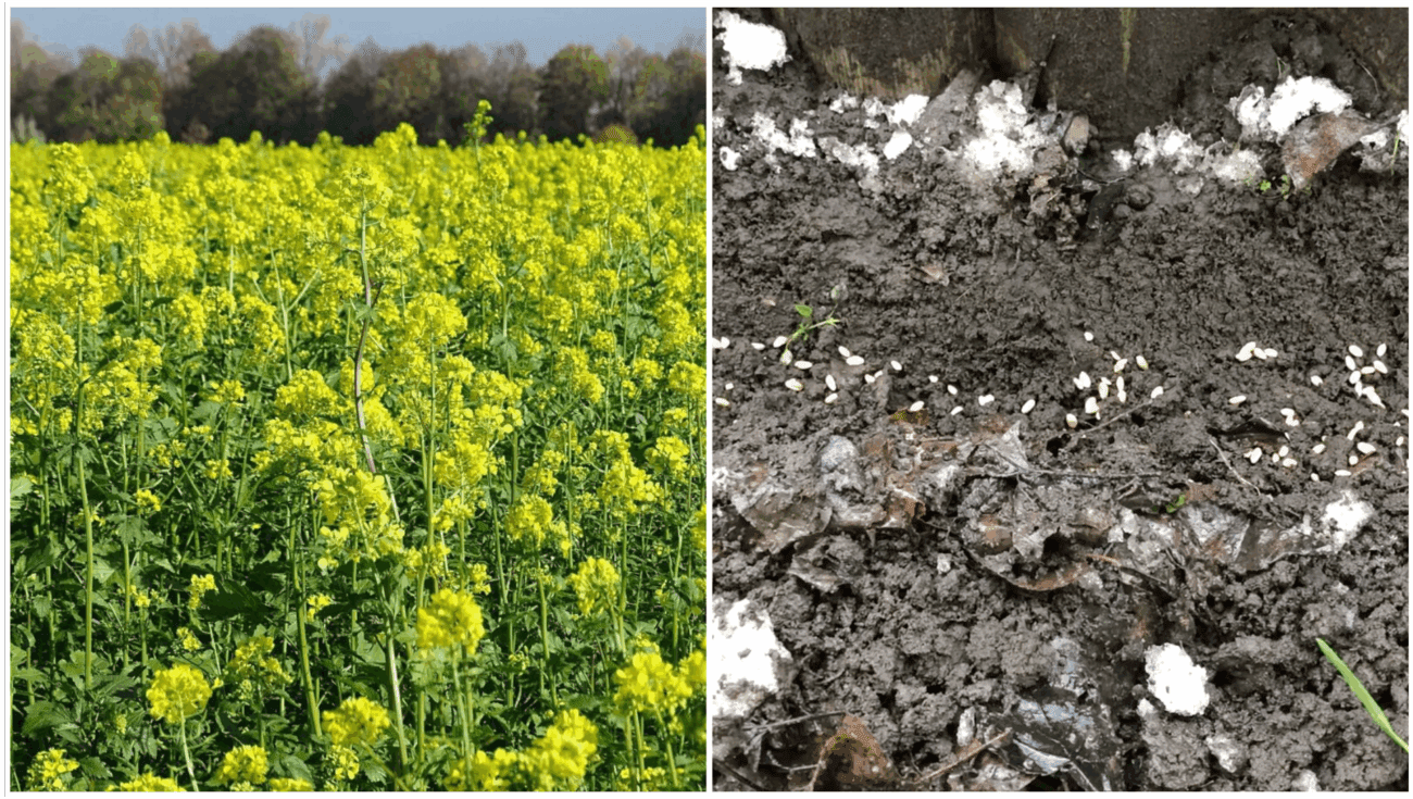 Городники назвали сидерати, які найкраще витісняють бурʼяни