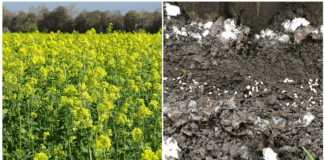 Городники назвали сидерати, які найкраще витісняють бурʼяни