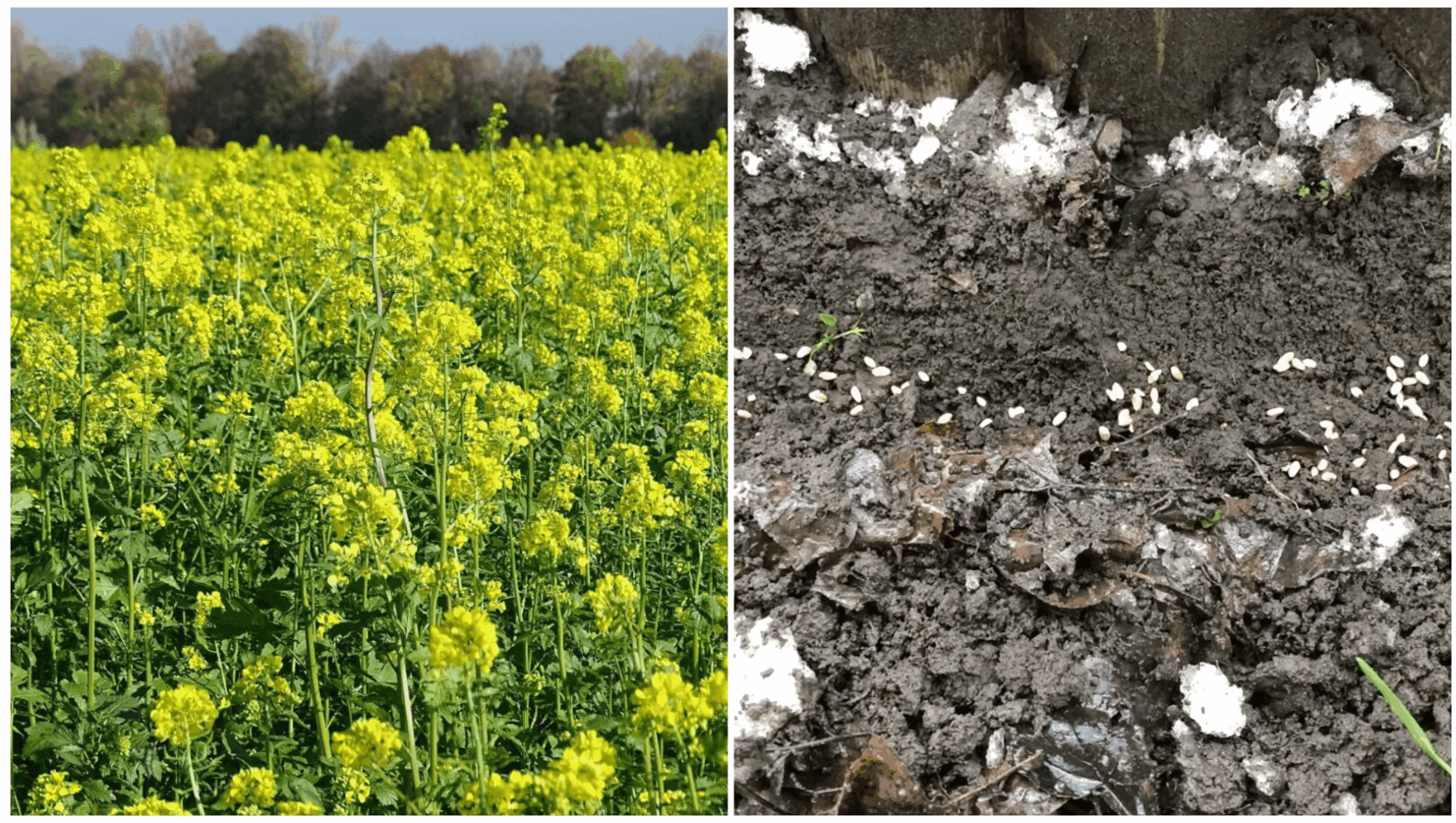 Городники назвали сидерати, які найкраще витісняють бурʼяни