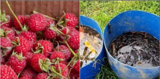 Садівники розповіли, чим підживити малину до заморозків
