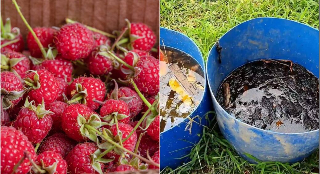 Перевірка по науці: 3 літри компостного чаю до заморозків під малину – і пагони наступного року товщі на 20% 