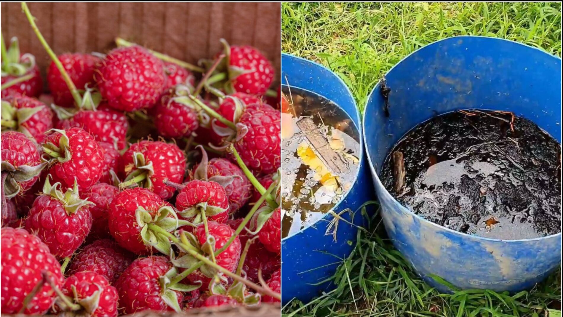 Садівники розповіли, чим підживити малину до заморозків