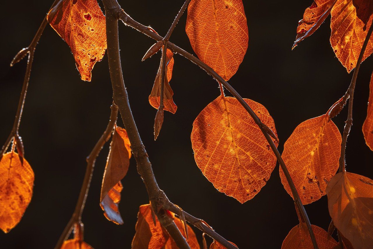 Експерти розповіли, що говорять народні прикмети про листя на яблуні, що не опало до листопада