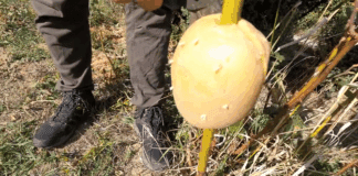 Експерти розповіли, як легко укорінювати гілки за допомогою картоплини