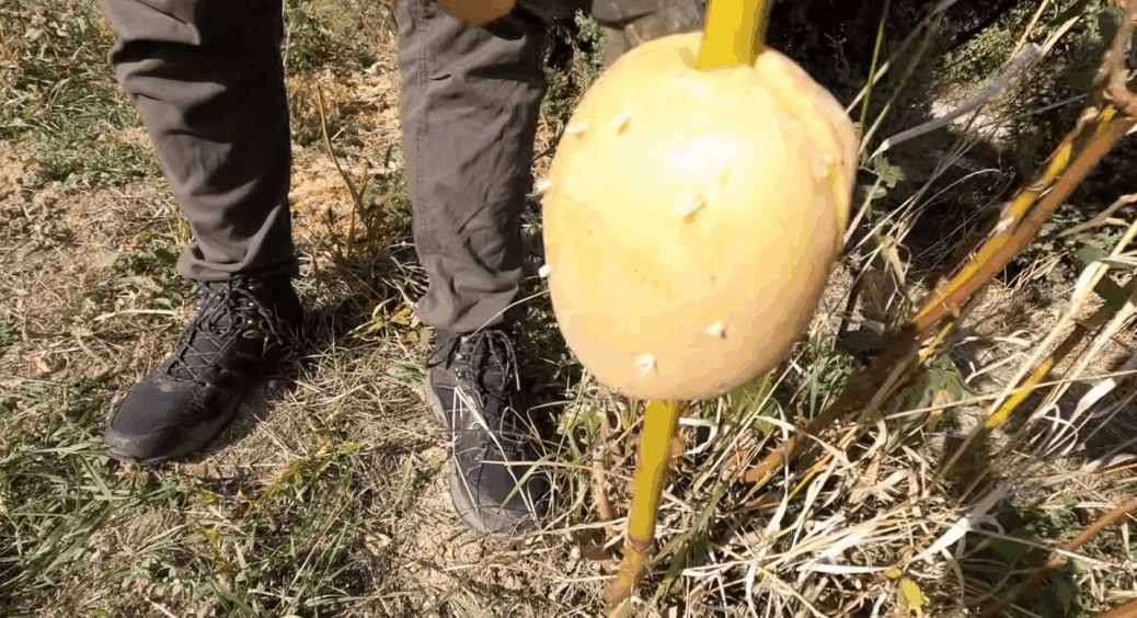 Беру картоплину і вставляю гілку троянди – результат через місяць просто приголомшливий, корені “звірячі” 