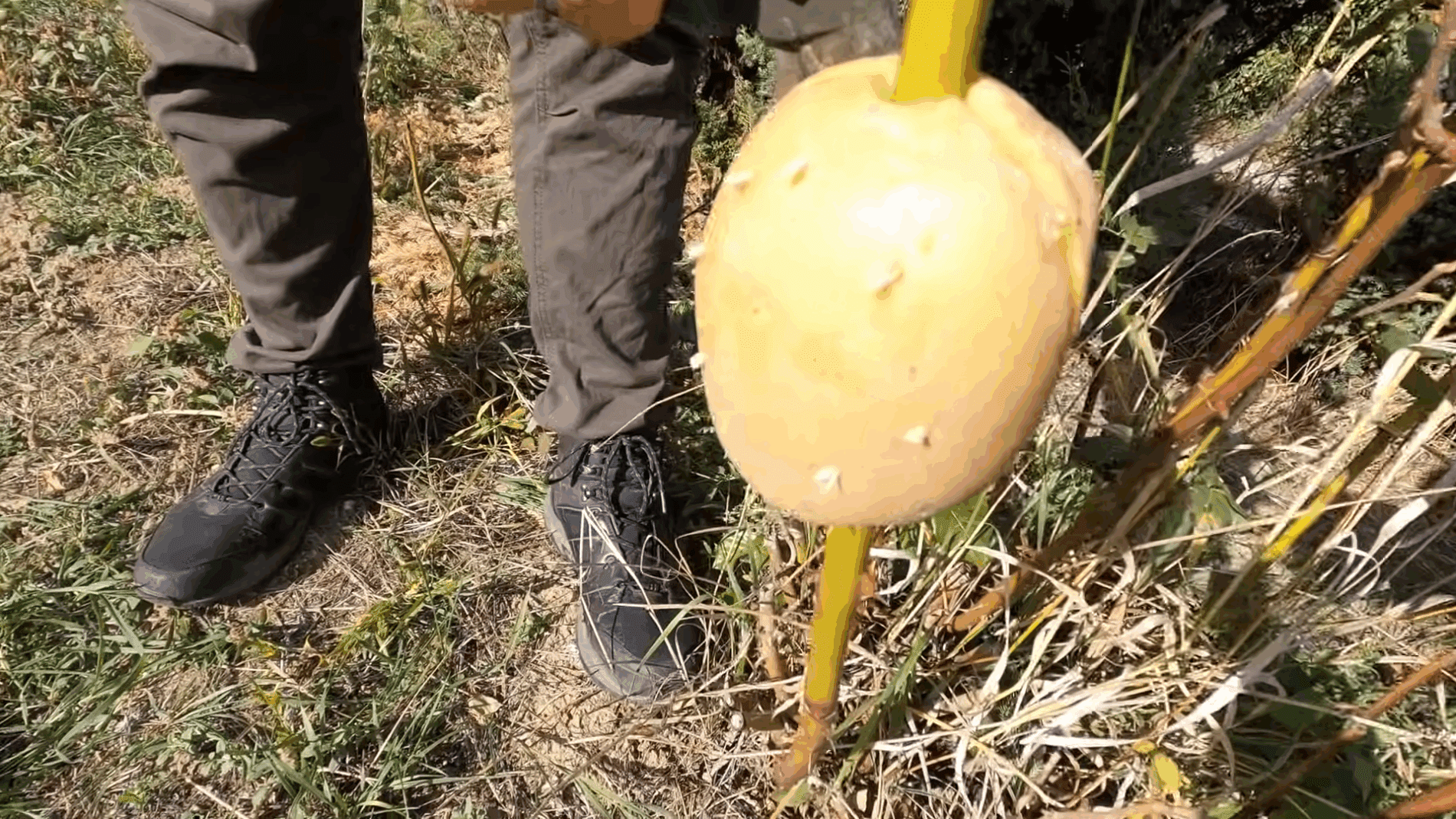Експерти розповіли, як легко укорінювати гілки за допомогою картоплини