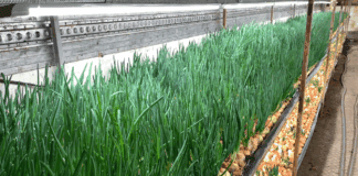 Експерти розповіли, як легко виростити зелену цибулю взимку