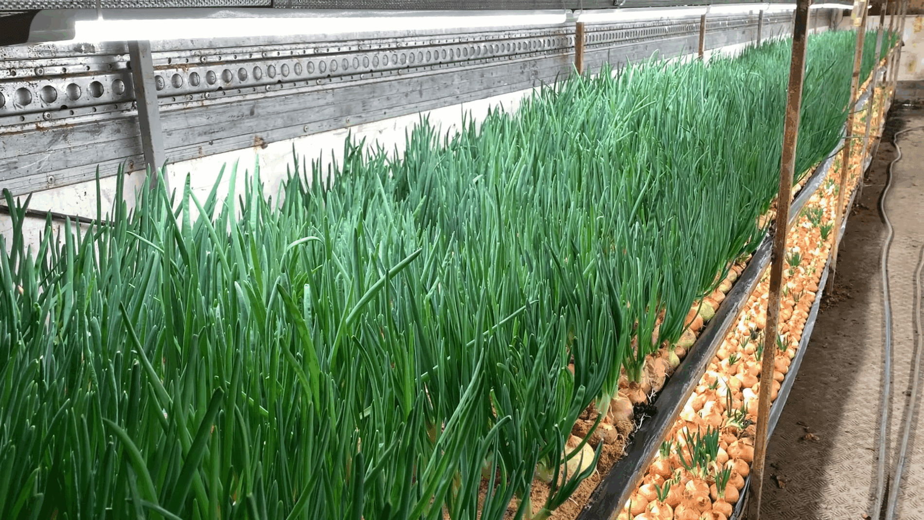 Експерти розповіли, чи варто зрізати цибулю перед висадкою на перо  