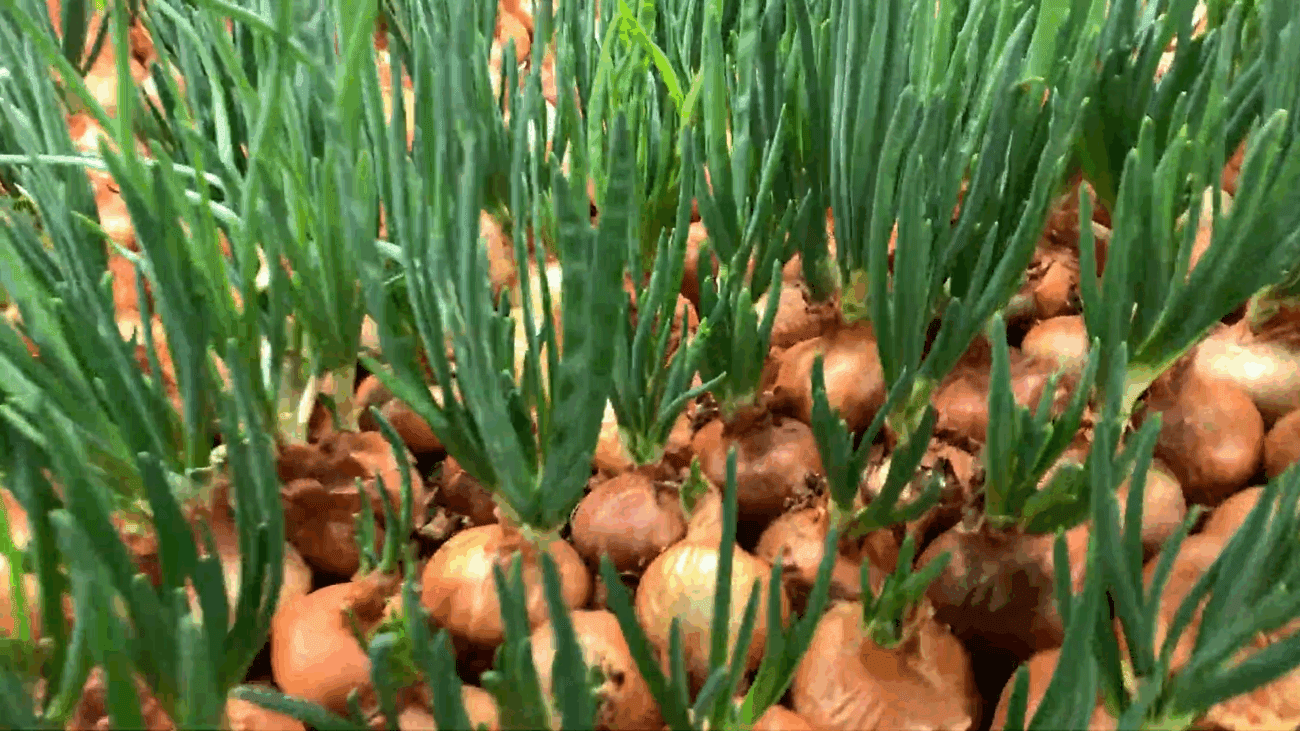 Експерти розповіли, чи варто зрізати цибулю перед висадкою на перо  