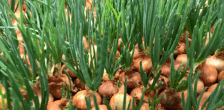 Експерти розповіли, чи варто зрізати цибулю перед висадкою на перо  