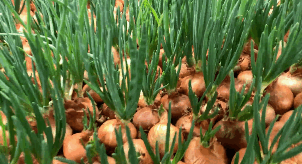 Зрізаю цибулю перед посадкою – перо з’являється на 5 днів раніше: простий трюк, який прискорює ріст вдвічі 