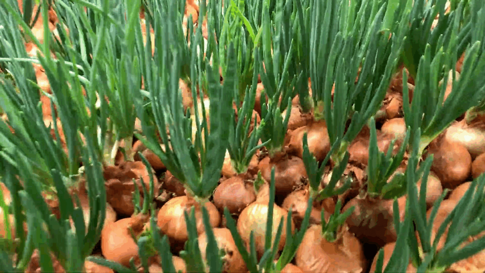 Експерти розповіли, чи варто зрізати цибулю перед висадкою на перо  