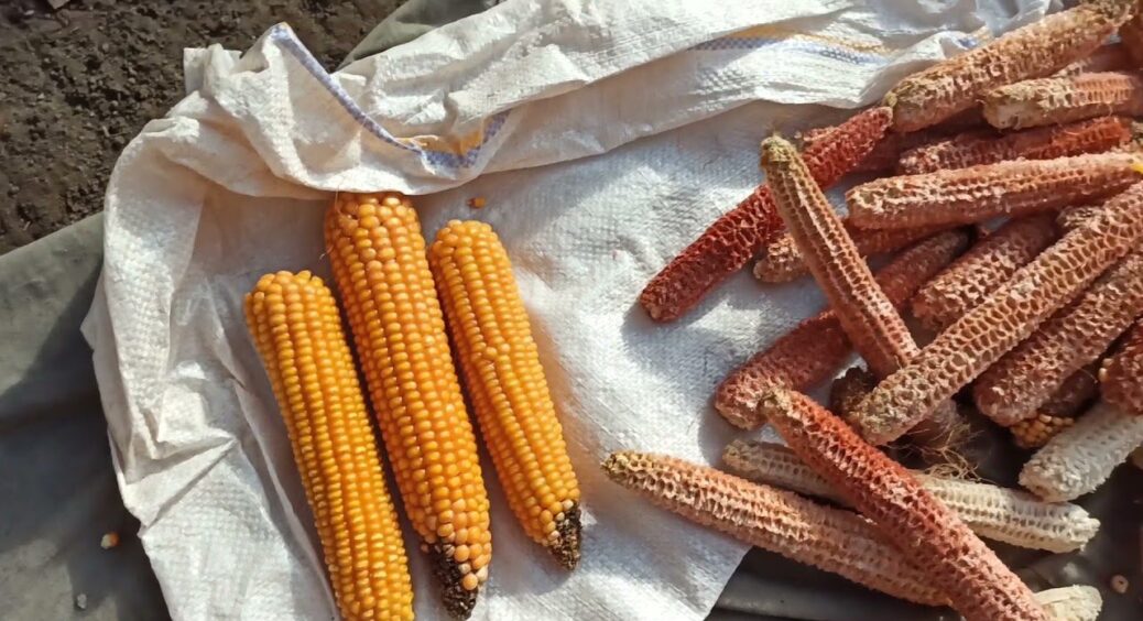 З літа збирала залишки від кукурудзяних качанів – економлю сотні, бо тепер використовую їх як “екопаливо” 