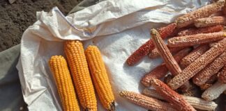 Господині розповіли, навіщо збирати кукурудзяні качани, і як це зекономить гроші 