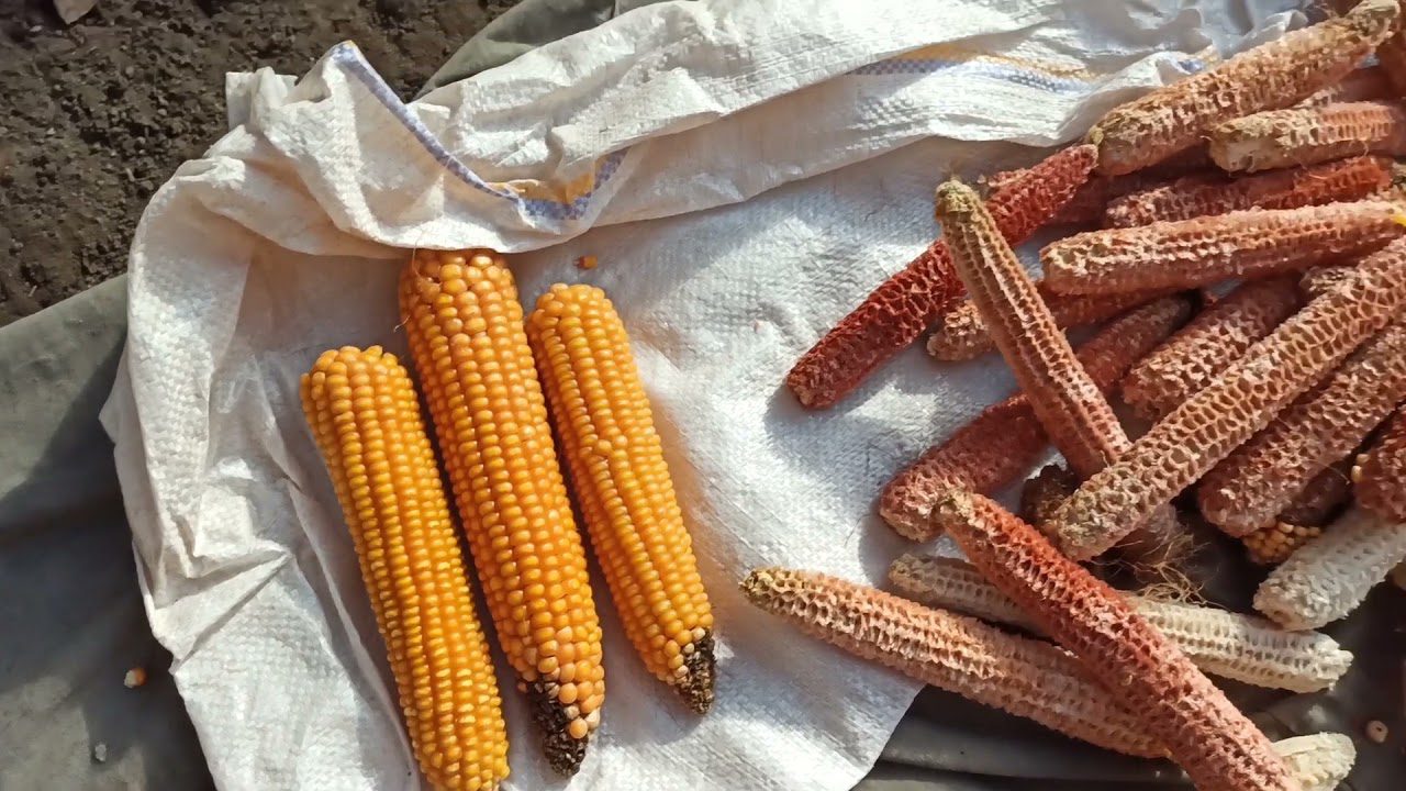 Господині розповіли, навіщо збирати кукурудзяні качани, і як це зекономить гроші 