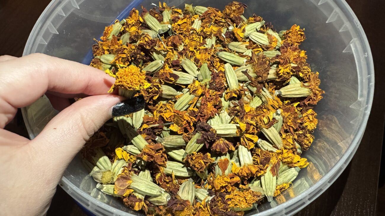 Господині розповіли, як використовувати сушені чорнобривці  