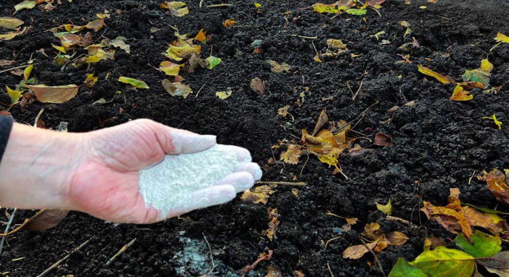 Найкращі дні для посіву насіння у січні 2026: місячний календар, який допоможе дачникам Одещини 