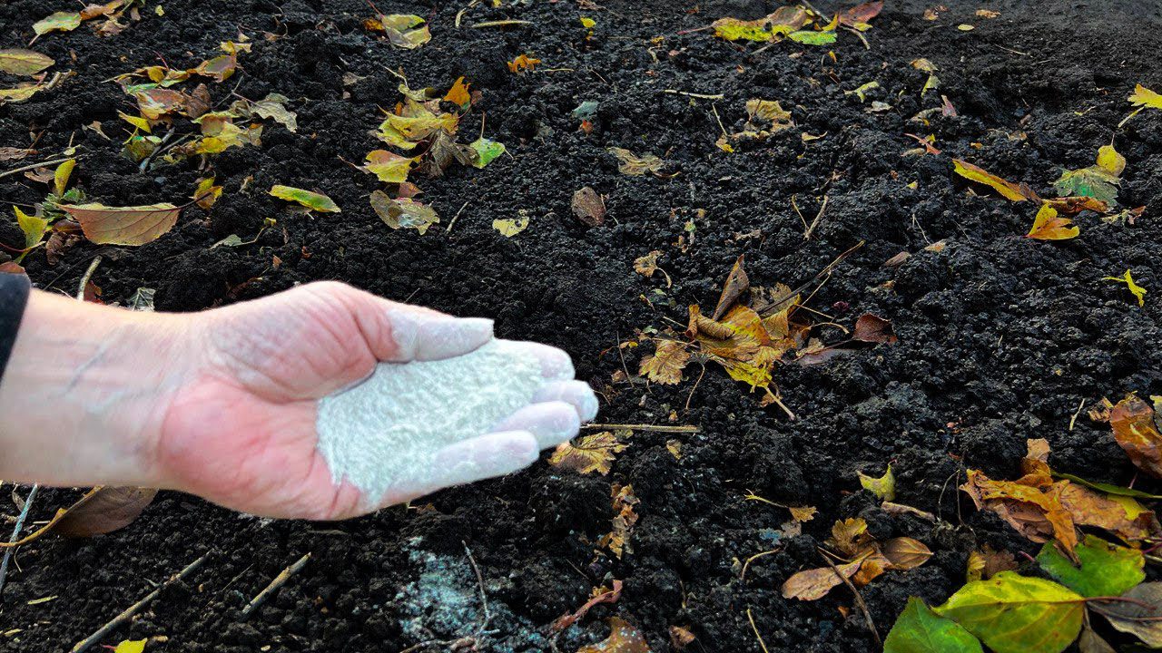 Городники розповіли, як зробити ґрунт пухким без перегною 