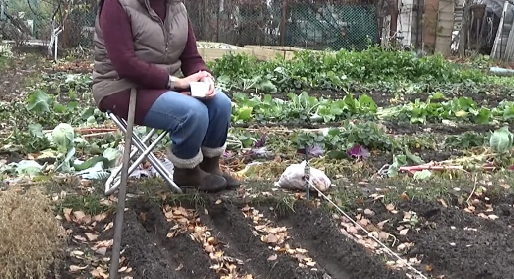 Не повторюйте моїх помилок: 4 анти-підживлення для озимих коренеплодів, які забезпечать вам втрату врожаю 