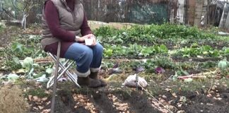 Городники розповіли, як не потрібно підживлювати озимі коренеплоди 