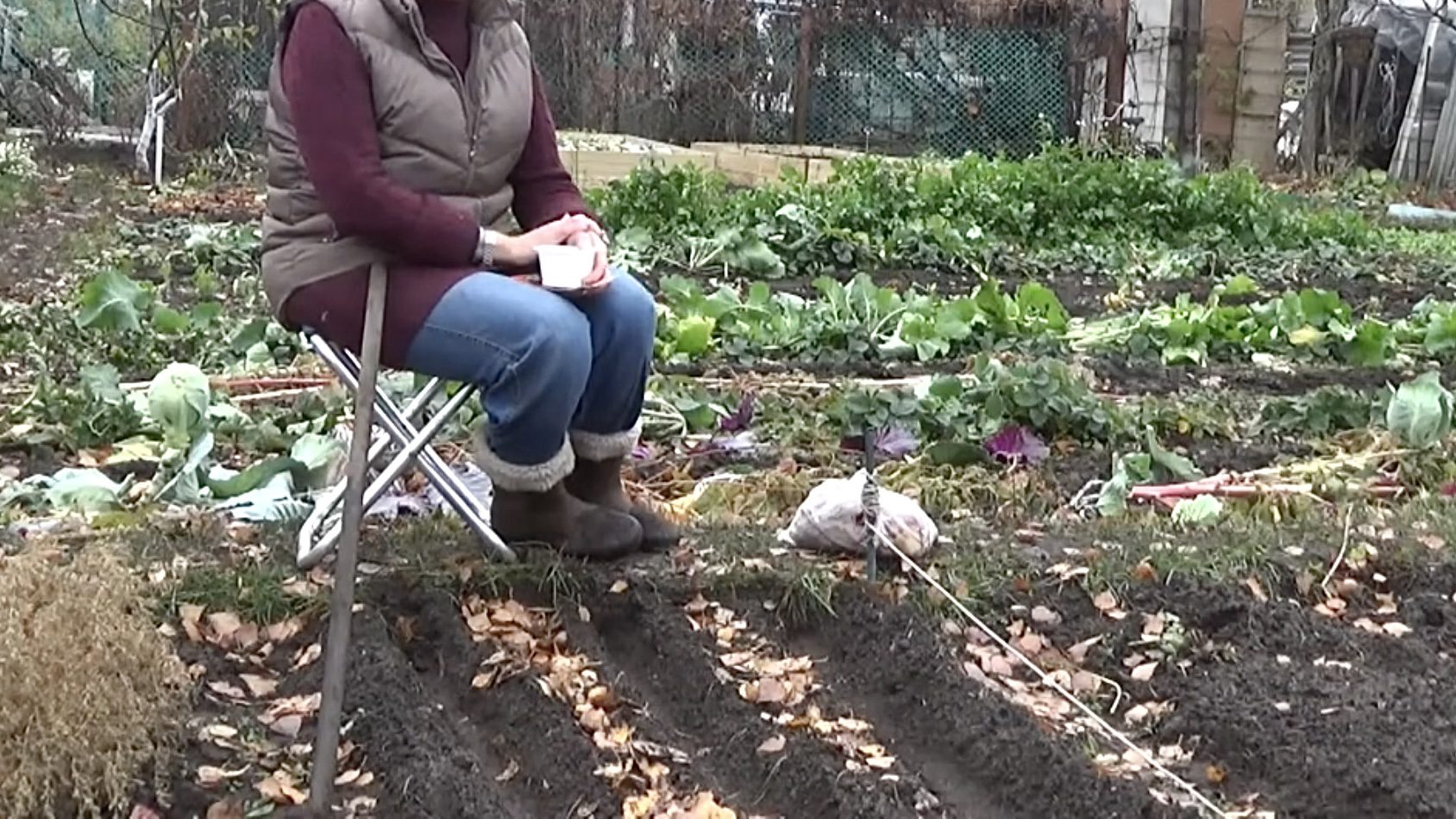 Городники розповіли, як не потрібно підживлювати озимі коренеплоди 