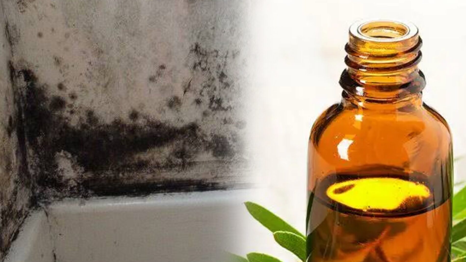 Господині розповіли, як власноруч зробити розчин проти плісняви без хлору 