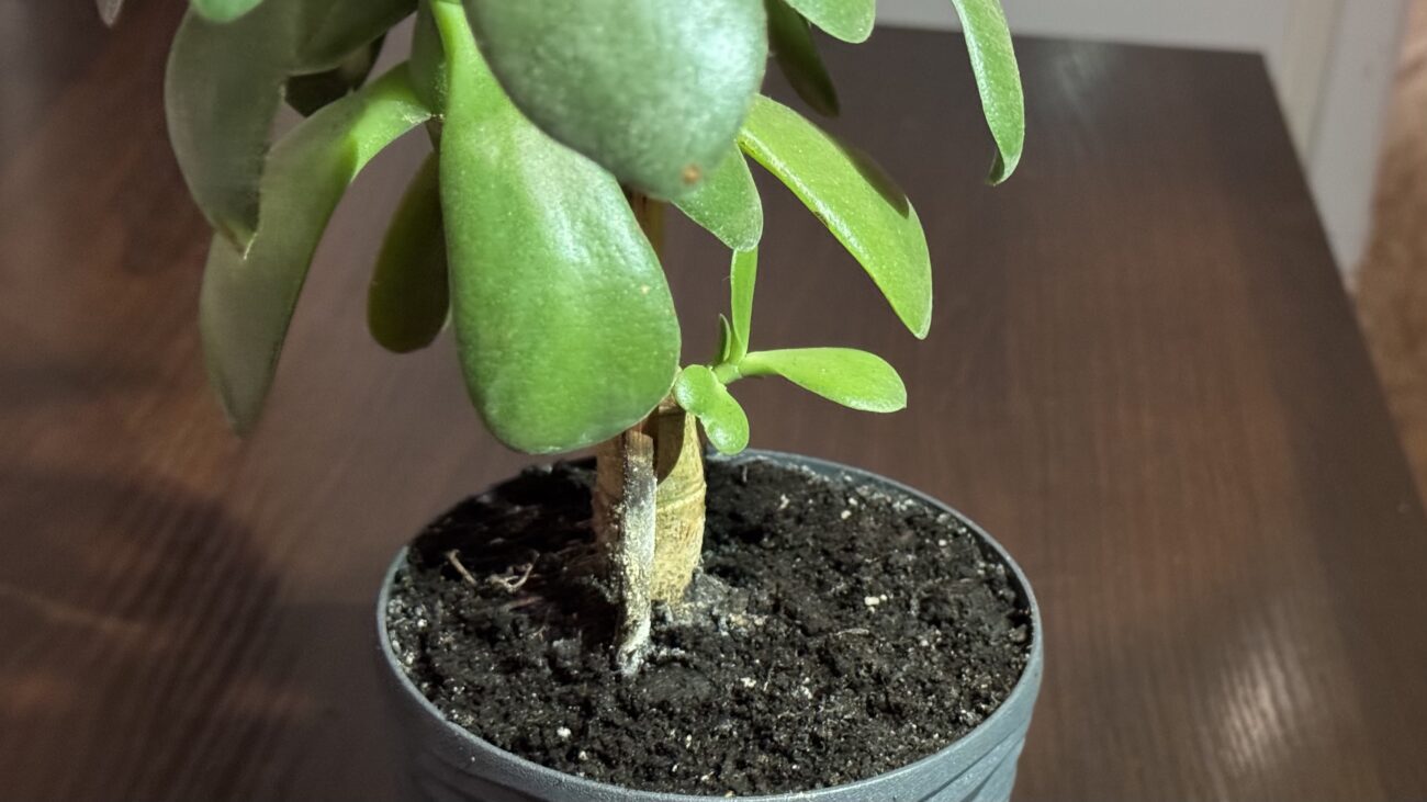 Господині розповіли, чому пліснявіє ґрунт у кімнатних квітах і як це виправити 