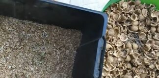 Городники розповіли, як використовувати горіхову шкаралупу на городі 