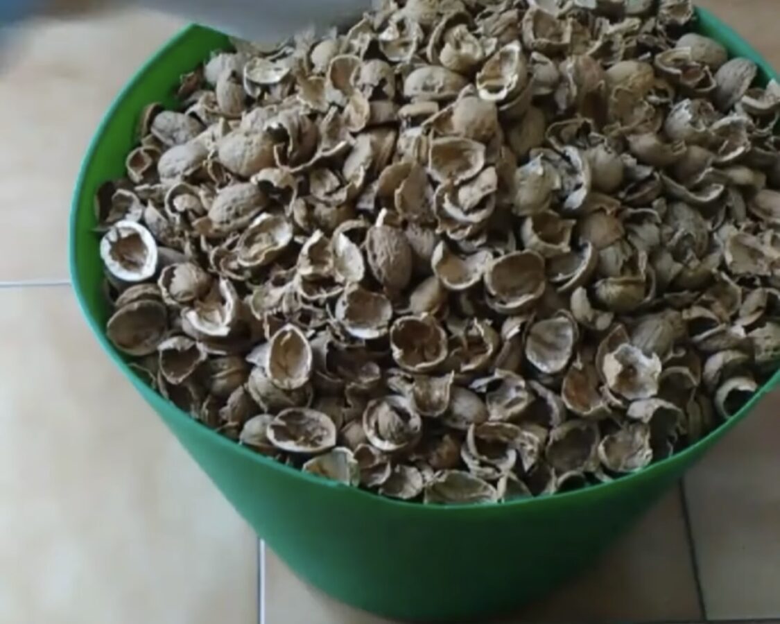 Городники розповіли, як використовувати горіхову шкаралупу на городі 