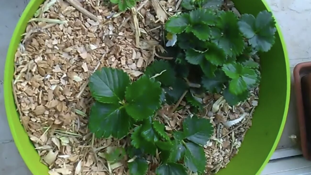 Городники розповіли, як використовувати горіхову шкаралупу на городі 