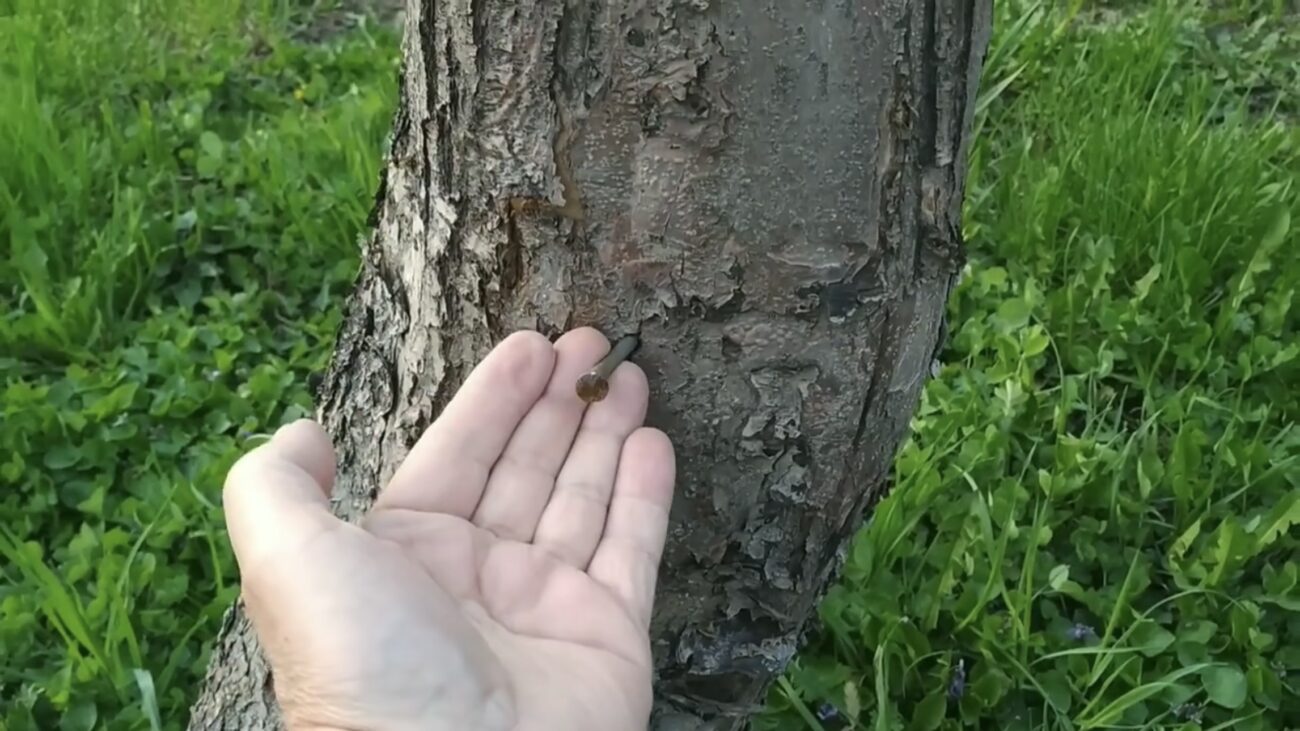 Городники розповіли, навіщо забивати у яблуню цвях та чи має це якусь користь 
