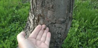 Городники розповіли, навіщо забивати у яблуню цвях та чи має це якусь користь 