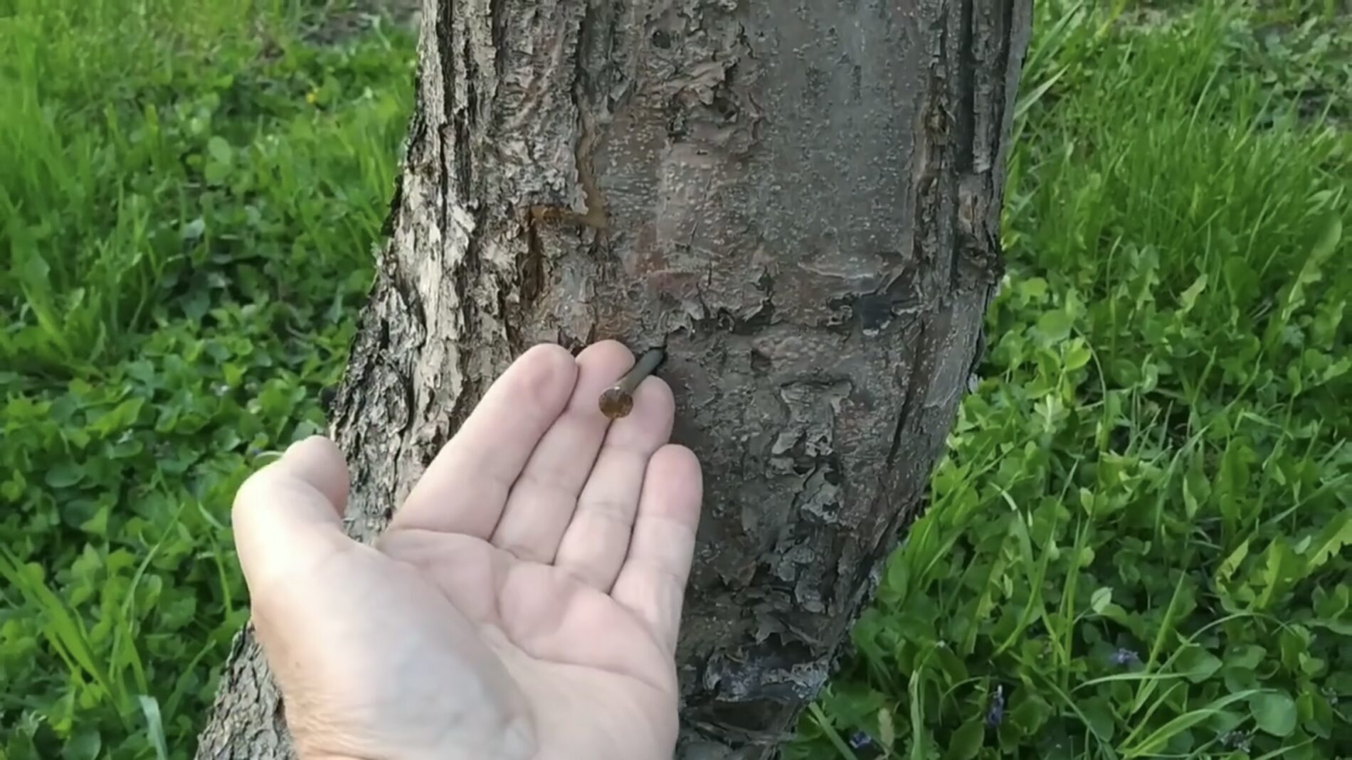 Городники розповіли, навіщо забивати у яблуню цвях та чи має це якусь користь 