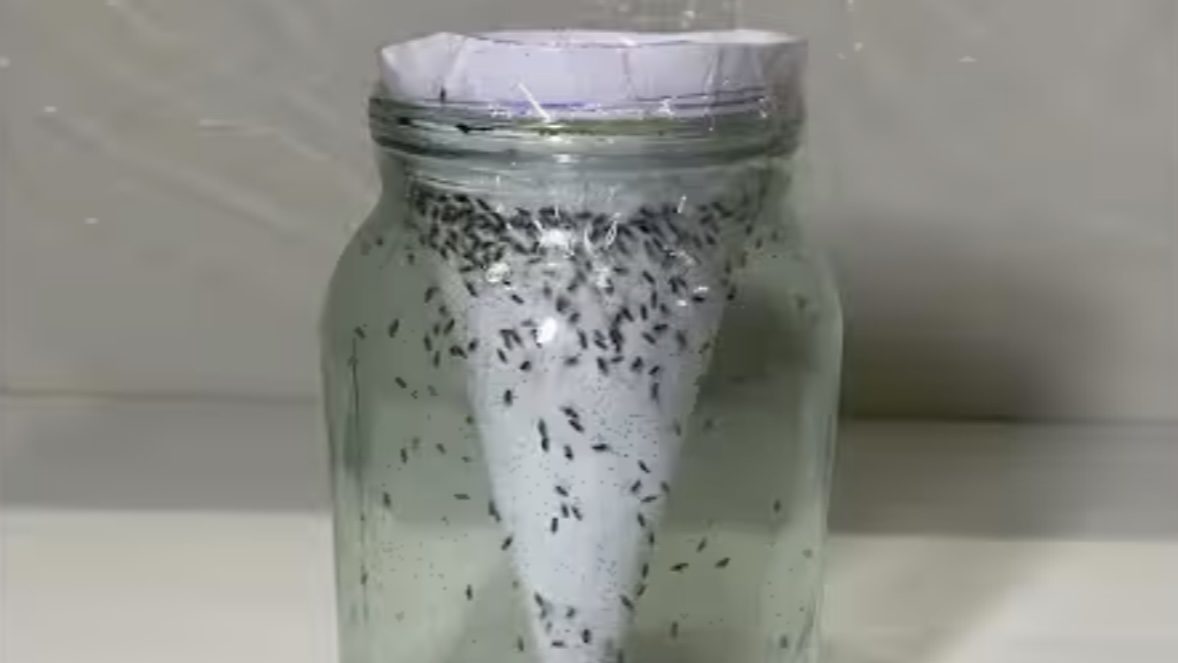 Господині розповіли, як позбутися плодових мушок на кухні без хімії 