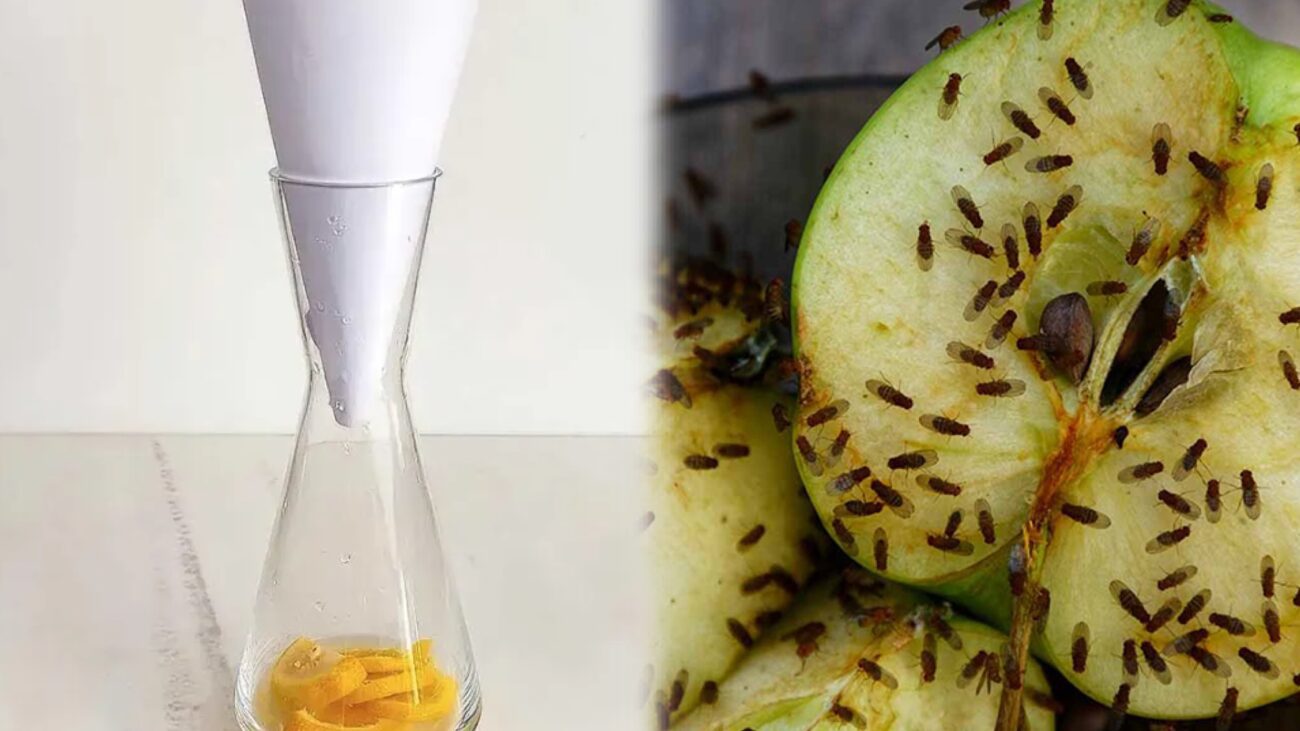 Господині розповіли, як позбутися плодових мушок на кухні без хімії 