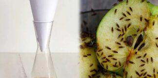 Господині розповіли, як позбутися плодових мушок на кухні без хімії 