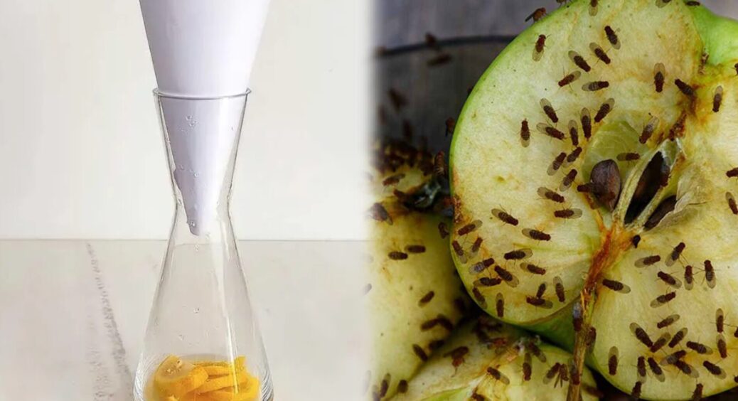 Не чекаю, поки плодових мушок стане цілий рій: щойно бачу 1 — роблю цю “пастку” із газети і звичайної пляшки 