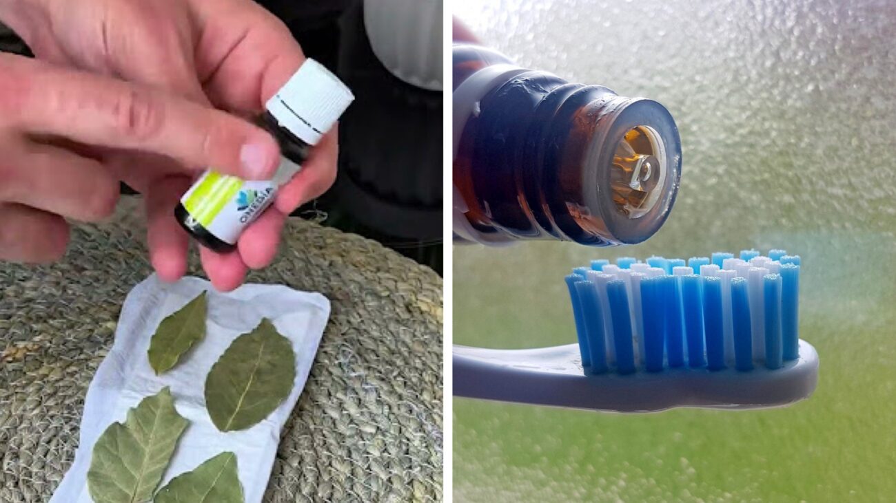 Господині розповіли, як використовувати олію чайного дерева у побуті 