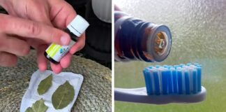 Господині розповіли, як використовувати олію чайного дерева у побуті 