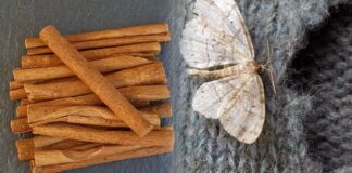 Господині розповіли, яка пряність допоможе позбутися молі та комах у шафах 