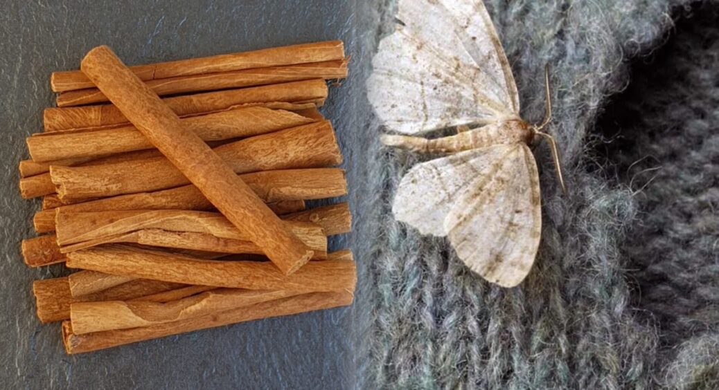 Лаврушка – для “старовірів”: розклала по 5 паличок кориці в шкафи – міль, жучки, всі зникли як один 