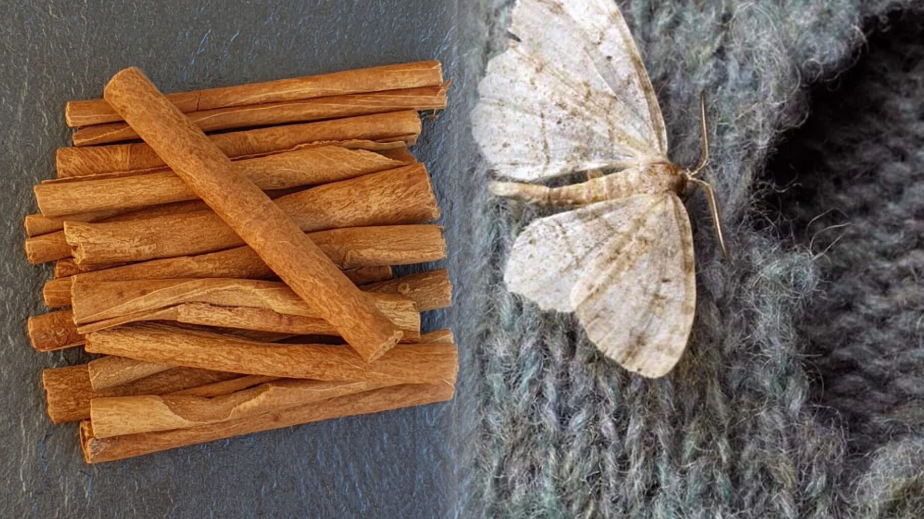 Господині розповіли, яка пряність допоможе позбутися молі та комах у шафах 