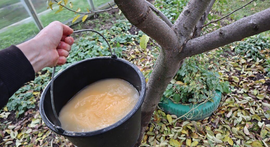 Абрикоси, сливи, а особливо яблука у листопаді обробляю так: робочий розчин концентрацією 2% — і обприскую 