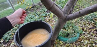 Городники розповіли, як правильно обробити плодові дерева у листопаді 